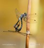 Eastern White-faced Darter Dark Whiteface