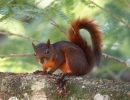Écureuil à queue rouge