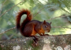 Écureuil à queue rouge