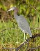 Egretta caerulea