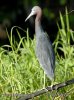 Egretta caerulea