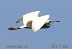 Egretta caerulea