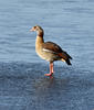 Egyptian Goose