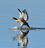 Egyptian Goose