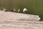 Egyptian Goose