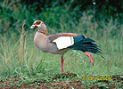 Egyptian Goose