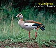 Egyptian Goose