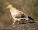 Egyptian Vulture