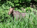 Eland