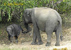 Elefant asiàtic