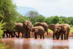 Elefante africano de sabana