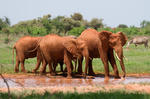 Elefante africano de sabana