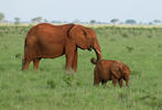 Elefante africano de sabana