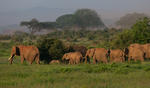 Elefante africano de sabana