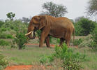 Elefante africano de sabana