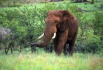 Elefante africano de sabana