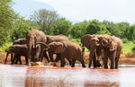 Elefante africano de sabana