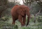 Elefante africano de sabana