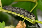 Elephant Hawk-moth