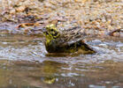 Emberiza citrinella