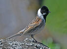 Emberiza schoeniclus