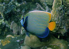 Emperor Angelfish