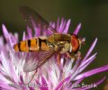 Episyrphus balteatus