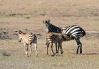 Equus quagga boehmi