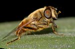 Eristalis Fly