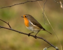 Erithacus rubecula