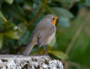 Erithacus rubecula