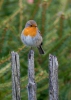 Erithacus rubecula