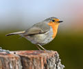 Erithacus rubecula