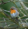 Erithacus rubecula