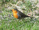 Erithacus rubecula