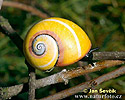 Escargot