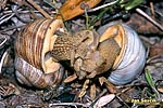 Escargot de Bourgogne