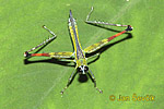 Eumastacidae