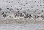 Eurasian Coot