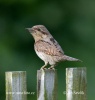 Eurasian Wryneck