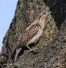 Eurasian Wryneck