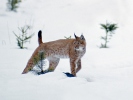 Euraziatische lynx