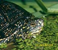 Europæisk sumpskildpadde