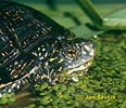 European pond Turtle