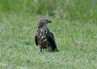 Falco pecchiaiolo occidentale