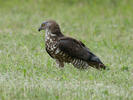 Falco pecchiaiolo occidentale