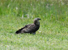 Falco pecchiaiolo occidentale