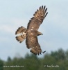 Falco pecchiaiolo occidentale