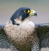 Falco peregrinus