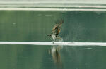 Falco pescatore